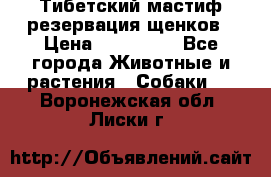 Тибетский мастиф резервация щенков › Цена ­ 100 000 - Все города Животные и растения » Собаки   . Воронежская обл.,Лиски г.